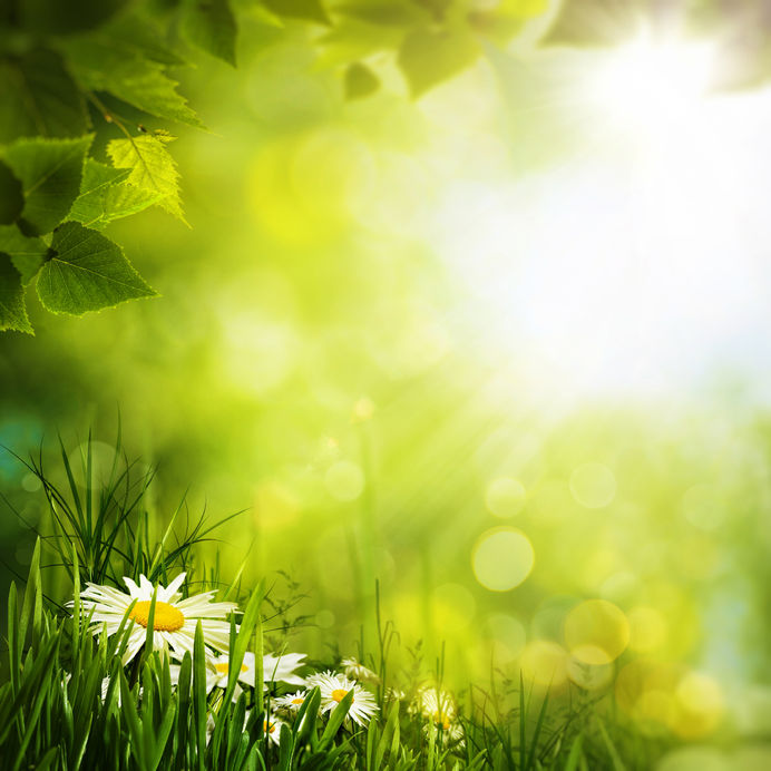 The Beauty of God's Creative Gifts in the Form of a Daisy Field