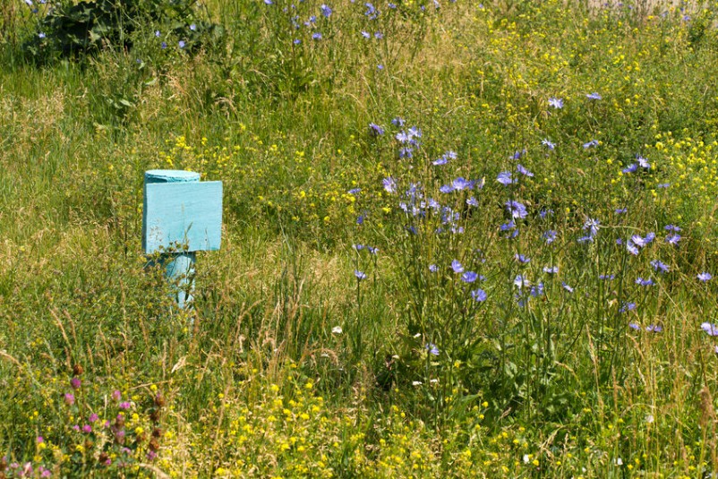 Neglected yard overtaken with weeds and thorns.