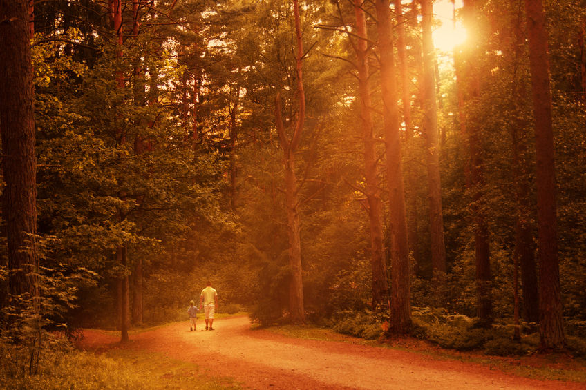 Personal Walk with God Through a Sunlit Forest