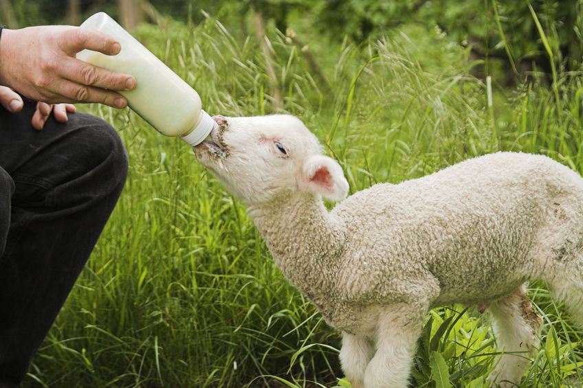 Thirsty Lamb Drinking Milk Symbolizing 
New Christians Thirsting for God's Word