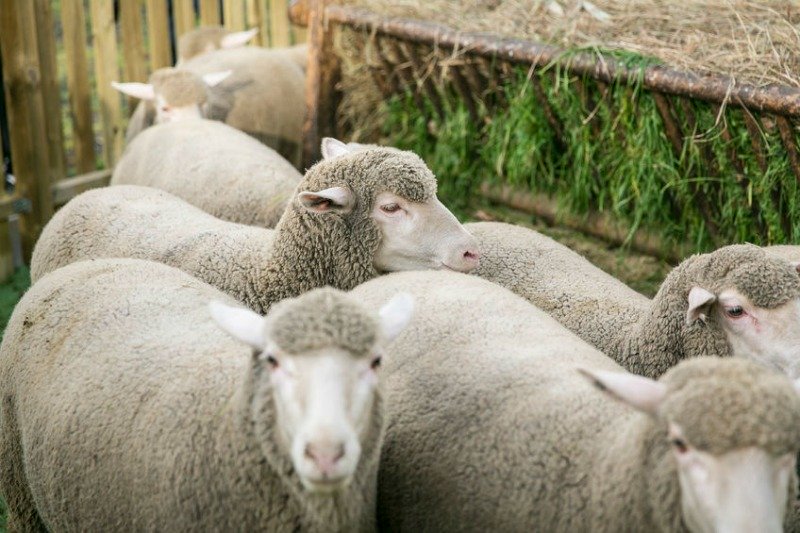 Sheep Entering In By the Gate