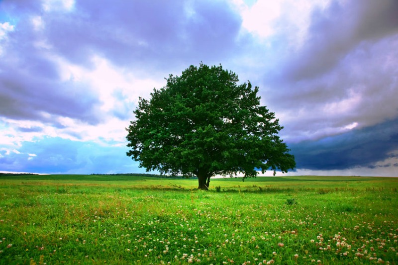 Tree of Righteousness Planted for the Splendor of God