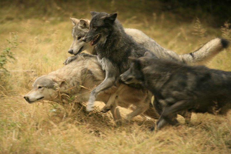 Savage Wolves Seeking to Harm Sheep